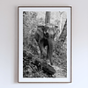 COLLECTION - GIANTS OF THE LAND VERTICAL - "Fallen Log" - LIMITED EDITION 5 of 5