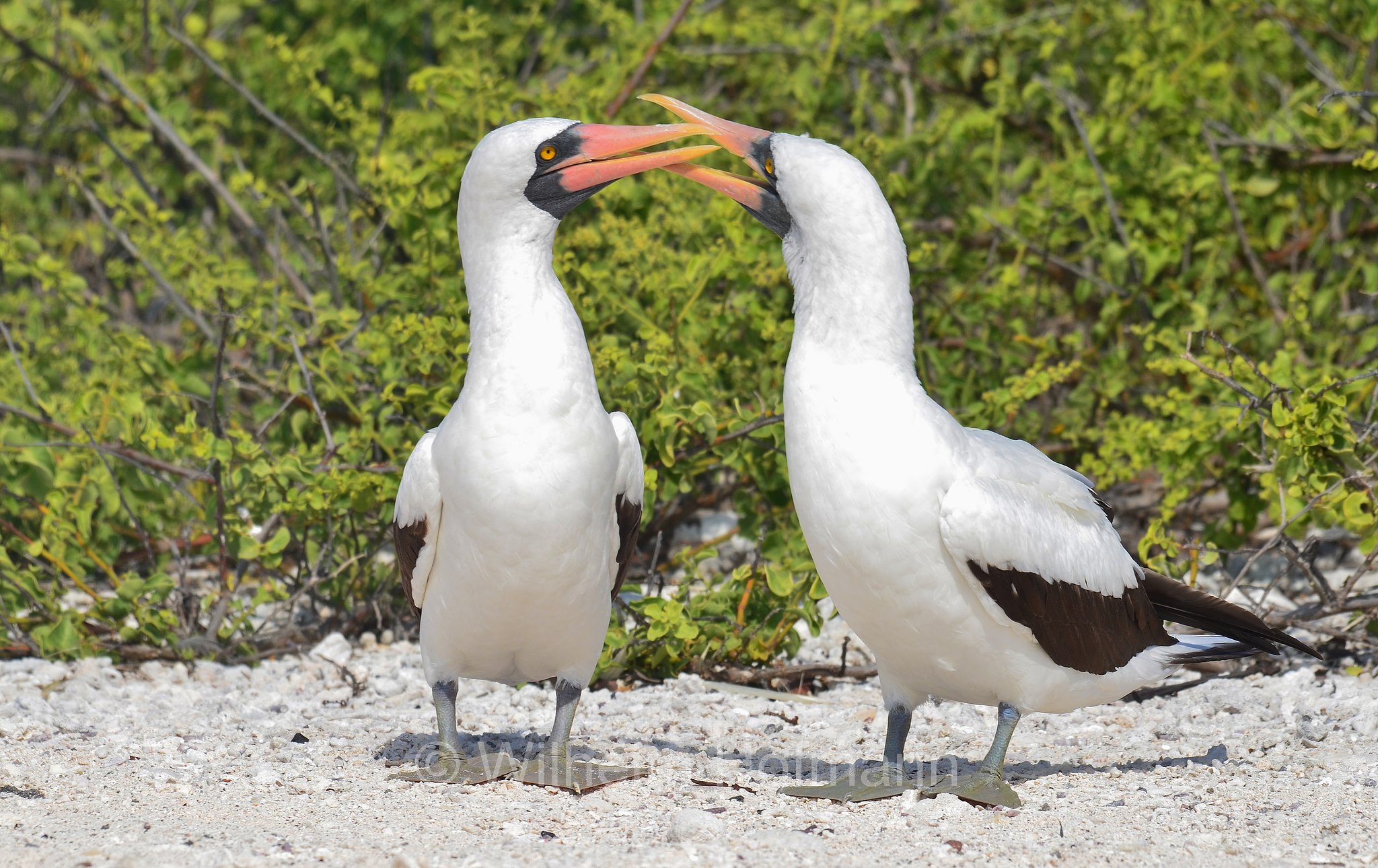 Nazca booby, Nazcatölpel, sula di Nazca, Sula granti, Genovesa Island, Genovesa, Galápagos Islands, Galápagos, Galapagosinseln, Ecuador