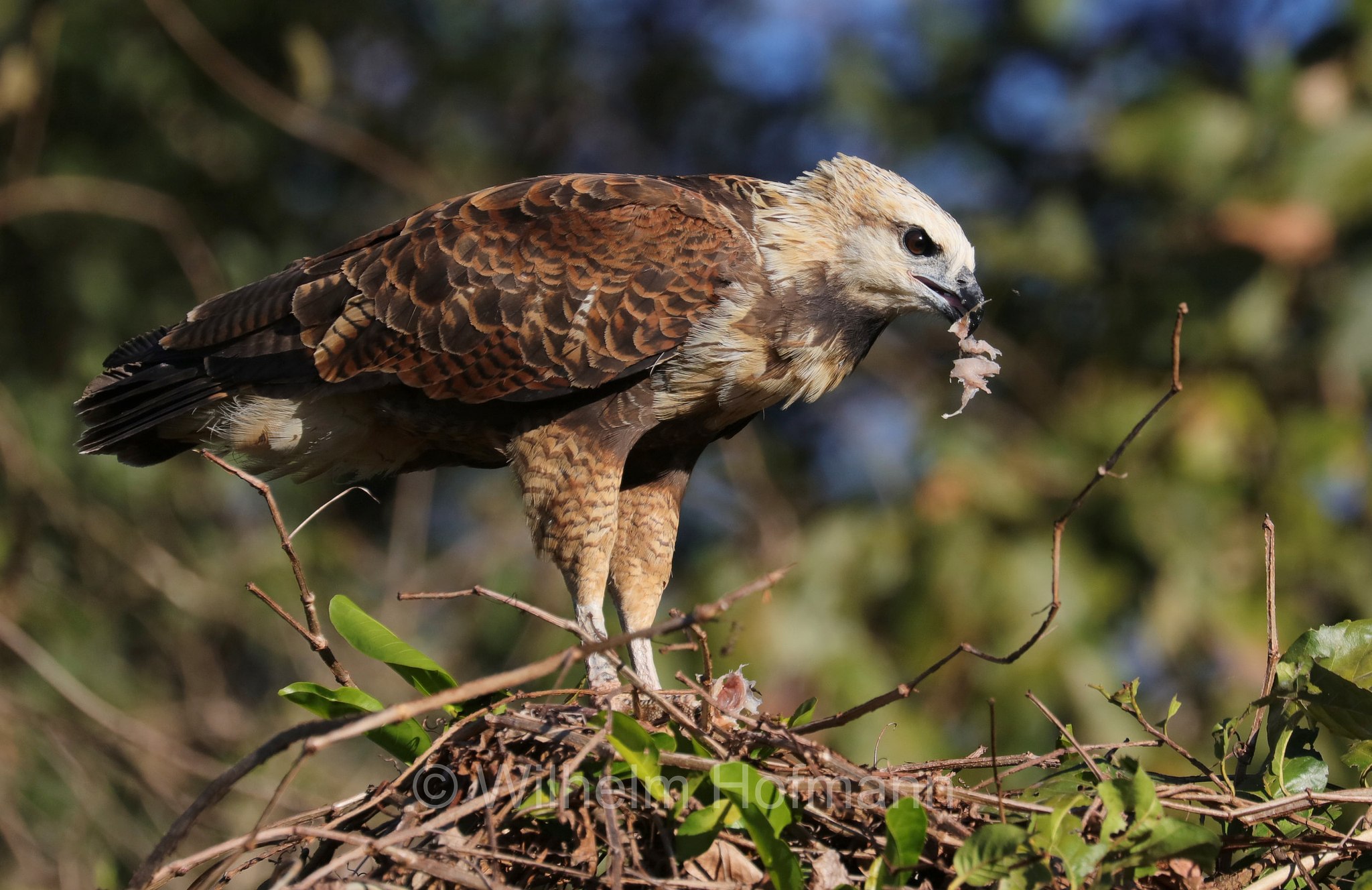 black-collared hawk, Fischbussard, poiana dal collare, Busarellus nigricollis, Pantanal, Mato Grosso, Brazil, Brasil, Brasile, Brasilien, Rio Sararé