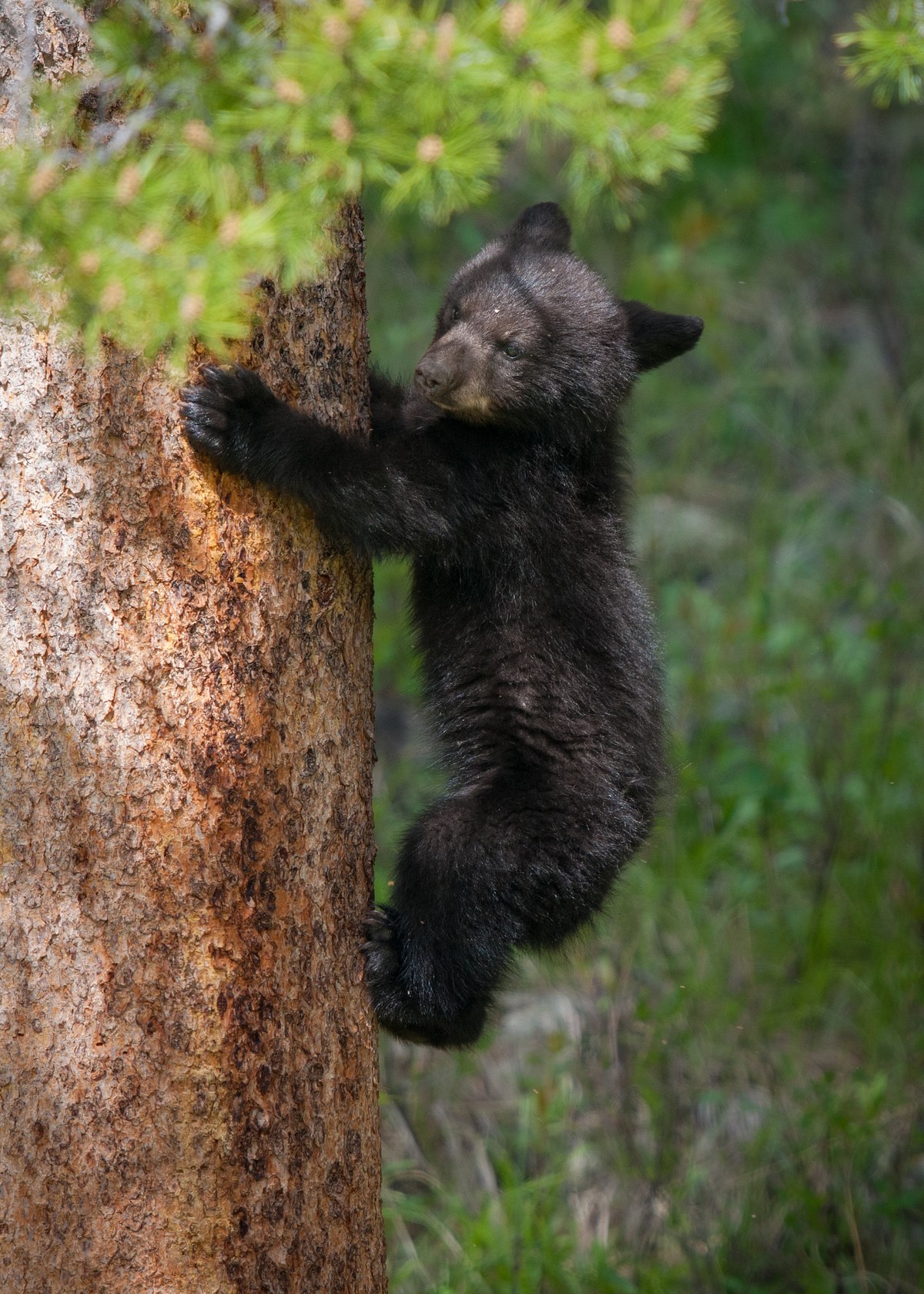 Up-Up-Cub