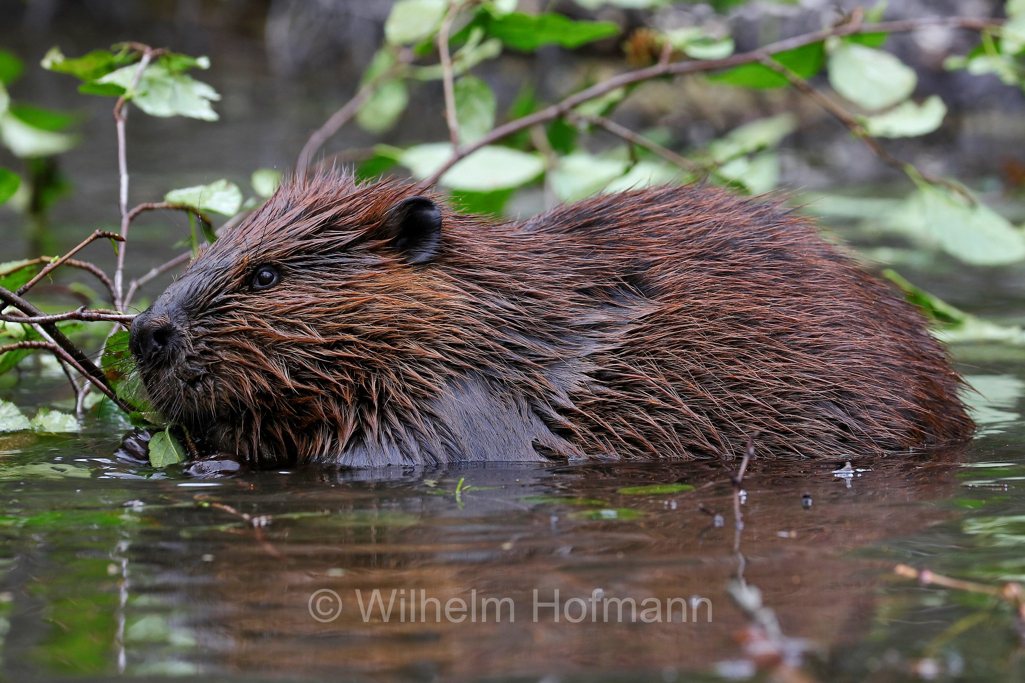 Castor canadensis, North American Beaver, American beaver, Canadian beaver, Kanadische Biber, Amerikanische Biber, castoro americano, Horseshoe Lake, Denali National Park, Denali National Park and Preserve, Denali-Nationalpark, Parco nazionale del Denali, Alaska, USA