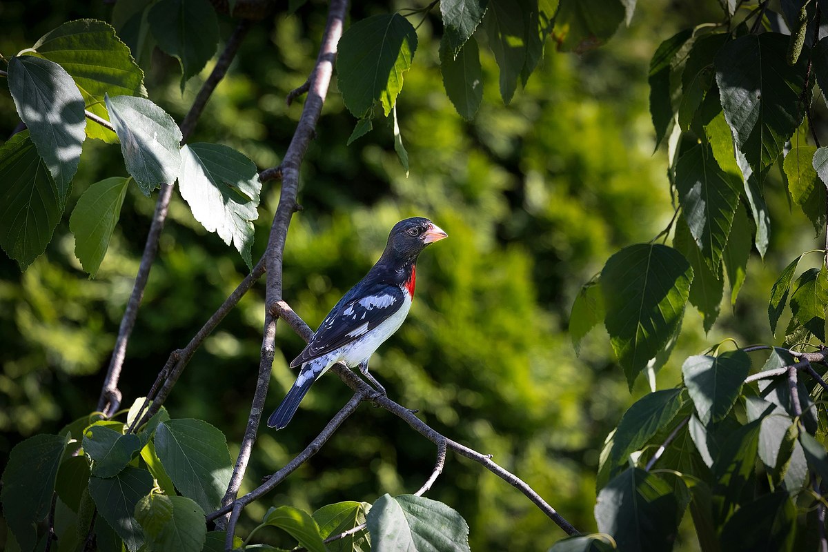 Rose-breasted Grosbeak