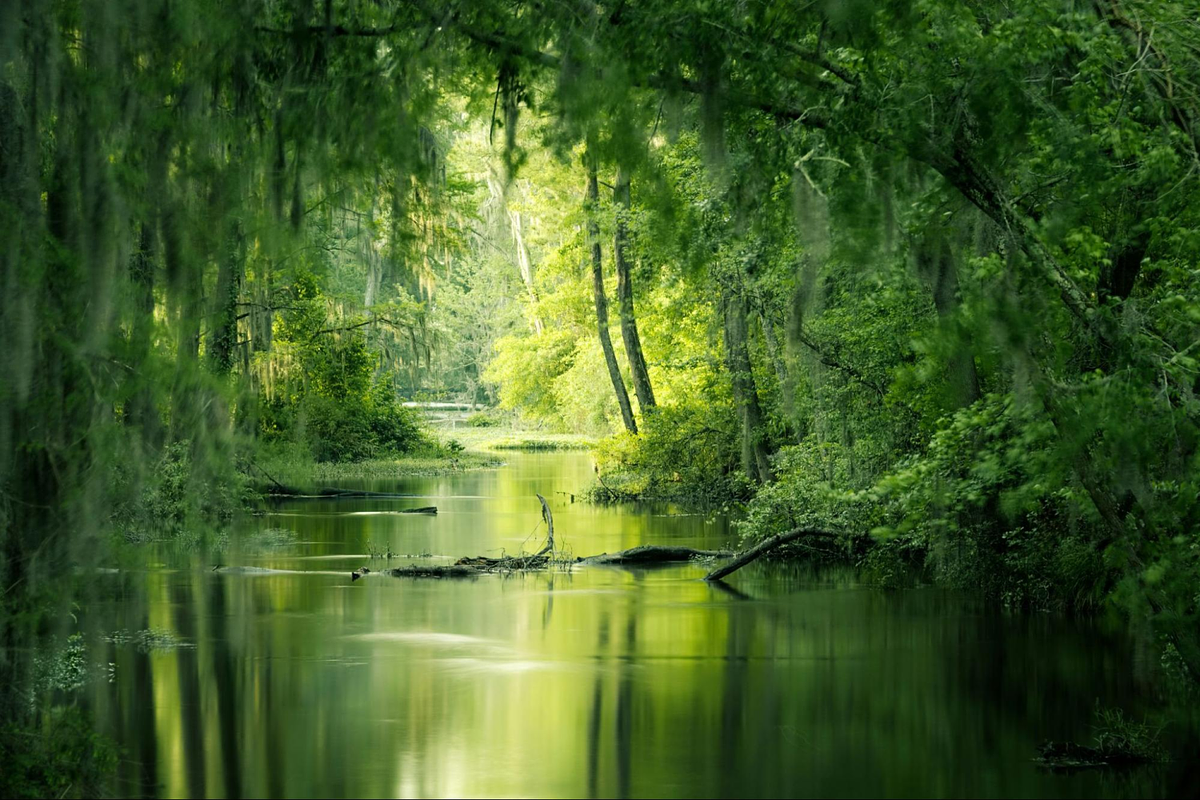 Nature Photography
