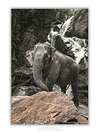 COLLECTION - GIANTS OF THE LAND VERTICAL - "Behind Her" - LIMITED EDITION 10 of 10