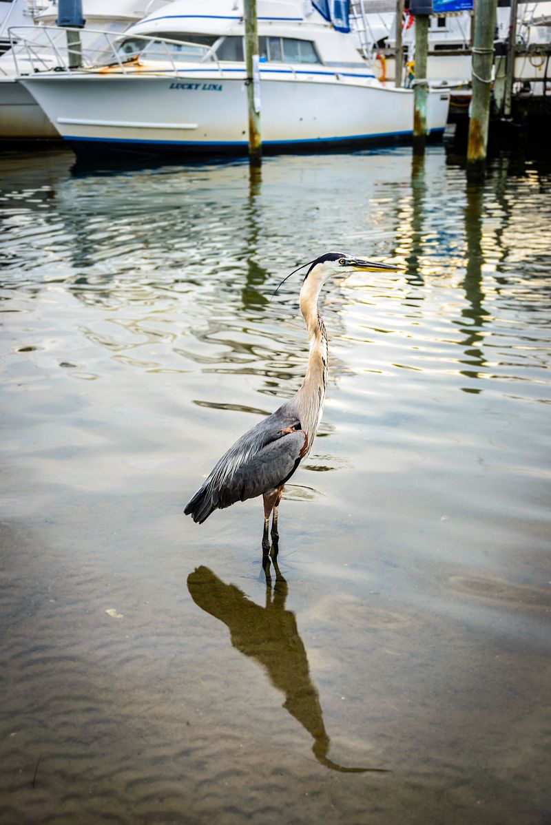 Wildlife