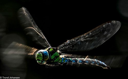 Insects Gallery