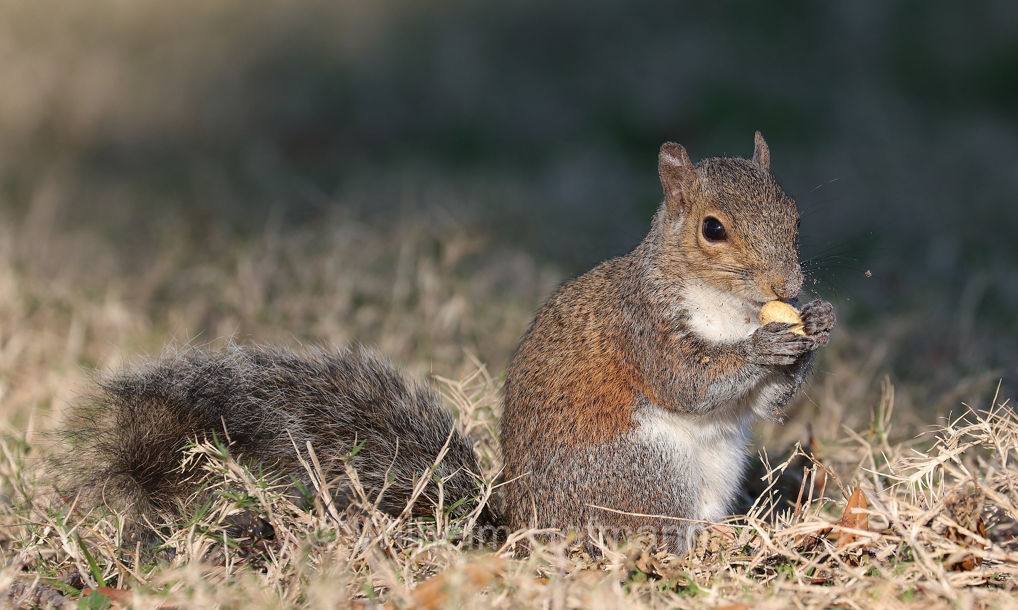 Sciurus carolinensis, eastern gray squirrel, grey squirrel, Grauhörnchen, Östliches Grauhörnchen, scoiattolo grigio nordamericano, scoiattolo grigio orientale, North Beach, Fort DeSoto Park, Florida, USA