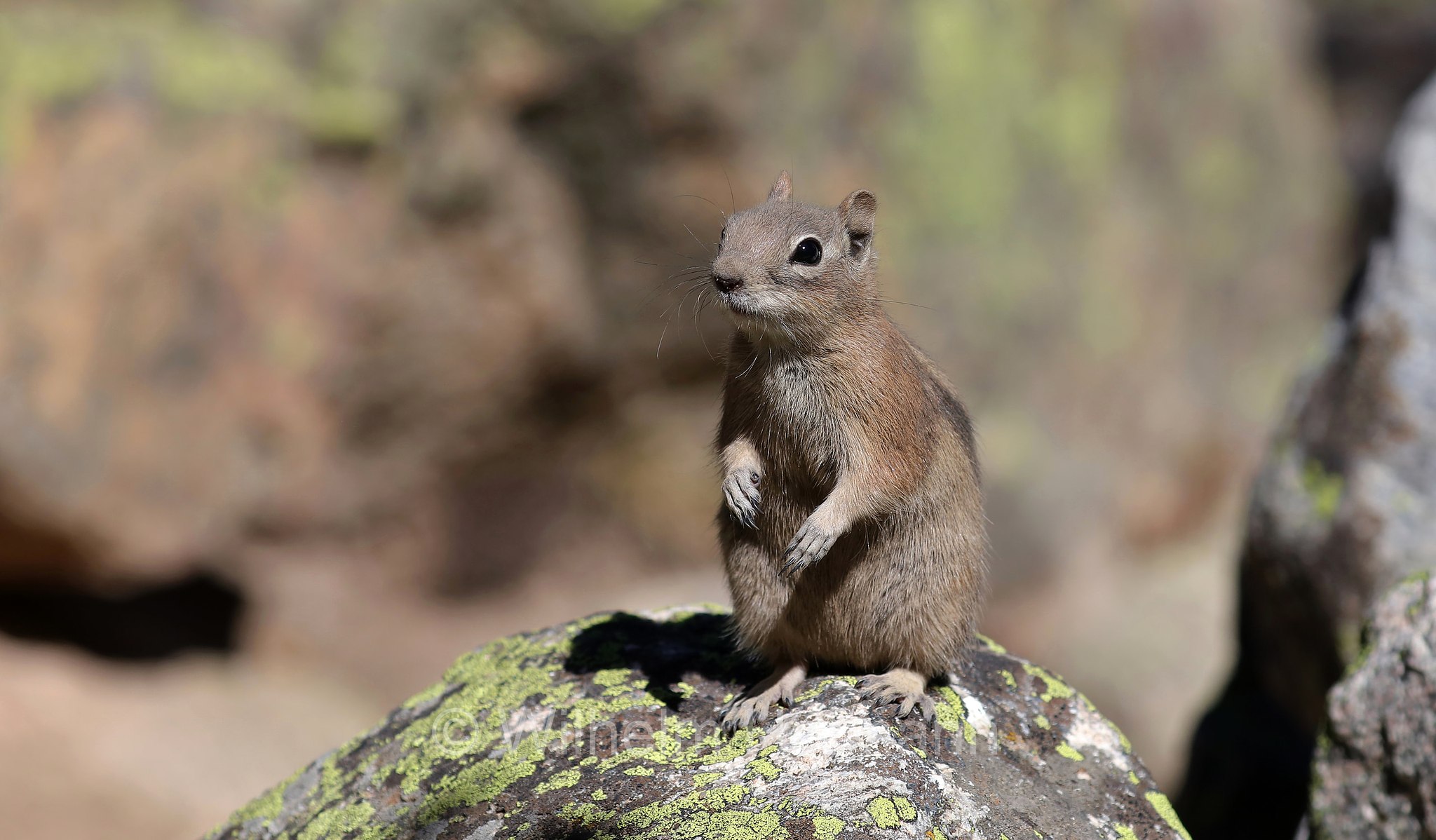 Callospermophilus lateralis, Spermophilus lateralis, golden-mantled ground squirrel, Goldmantelziesel, citello dal mantello dorato, North Saint Vrain Creek, Rocky Mountain National Park, Rocky-Mountain-Nationalpark, parco nazionale delle Montagne Rocciose, Colorado, USA