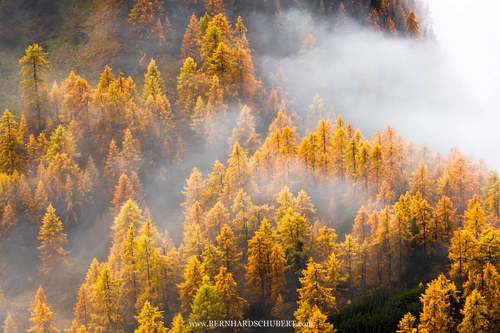 Larix decidua - European larch