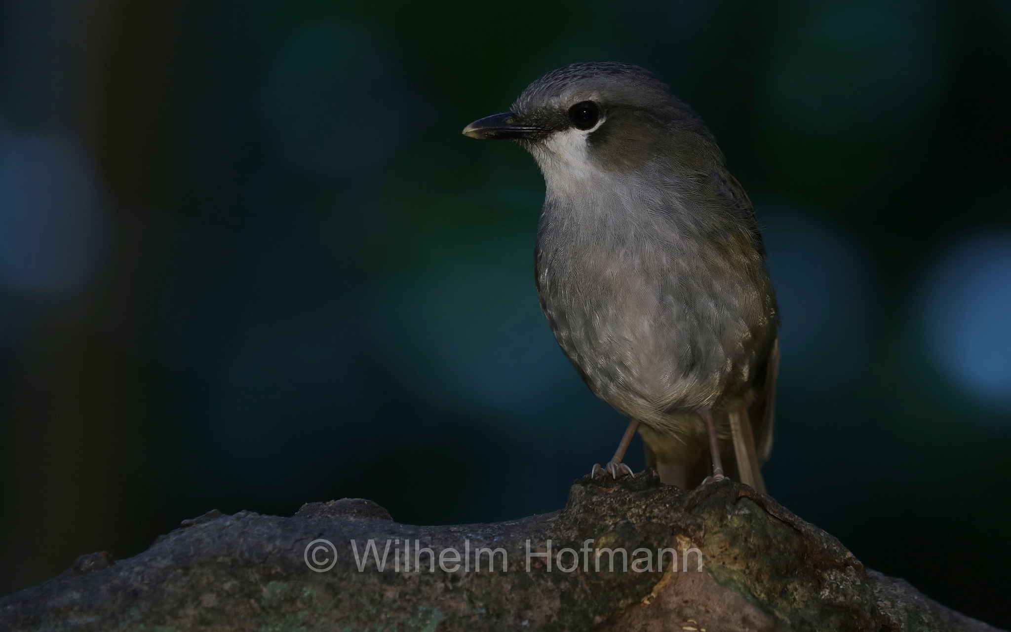Heteromyias cinereifrons, grey-headed robin, Graustirn-Farnschnäpper, balia australiana frontegrigia, Crater Lakes National Park, Crater-Lakes-Nationalpark, Queensland, Australia, Australien