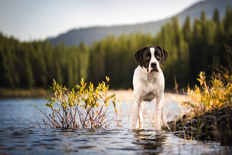Let's Bark About It: National Rescue Dog Day 2026