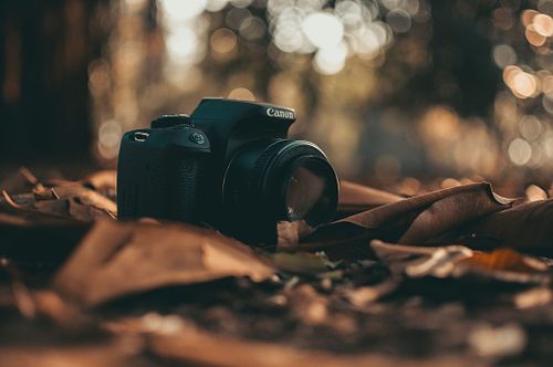 Hi, I'm Kiara, a passionate photographer with over four years of experience capturing beautiful moments for families, children, and pets.