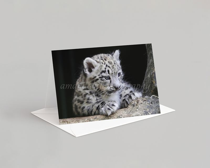 Snow Leopard Card Pack