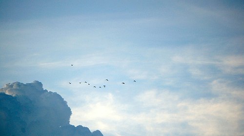 Τι Σημαίνει Ελευθερία για ένα Πλάσμα Γεννημένο να Πετά;
