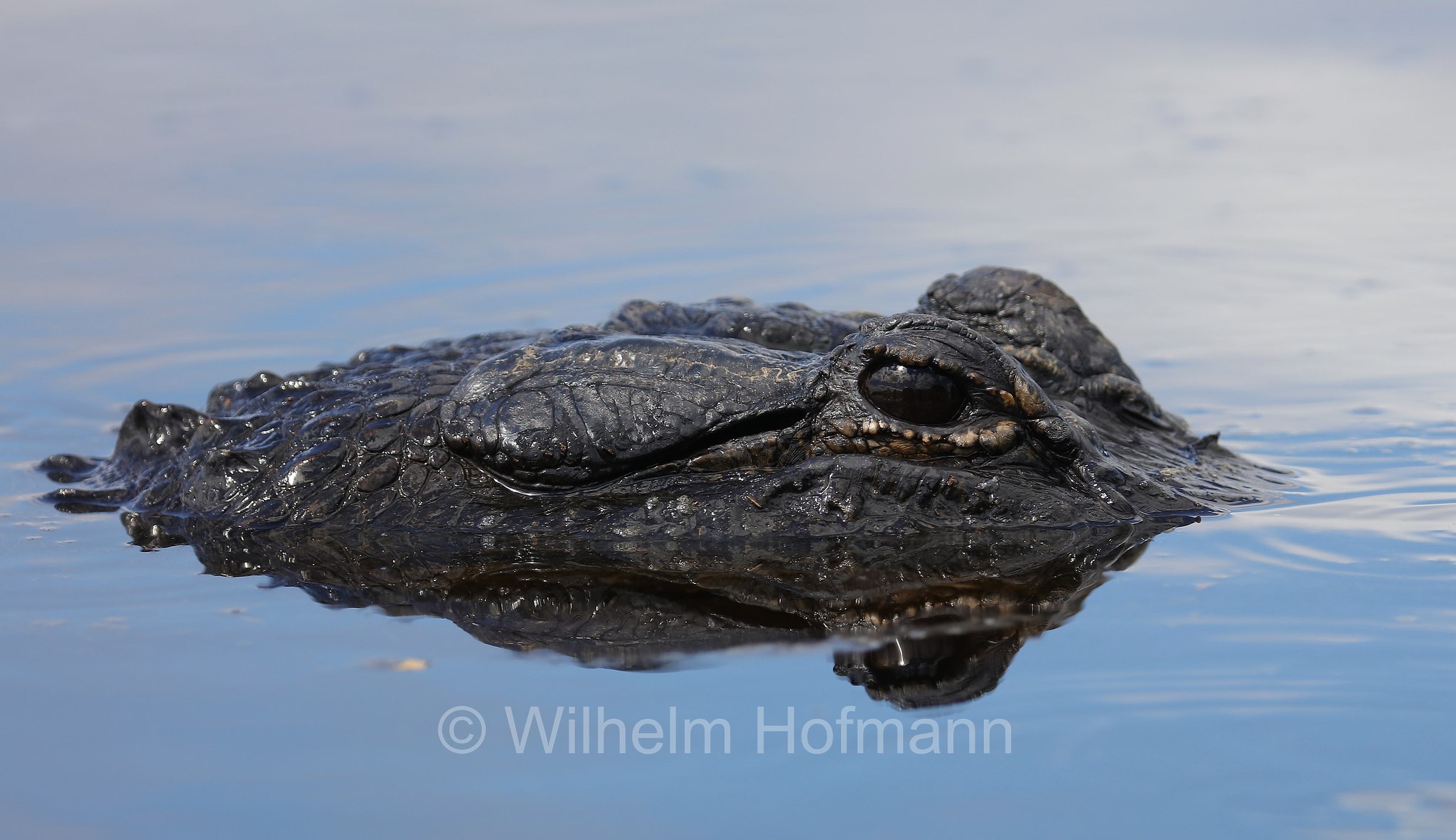Alligator mississippiensis, American alligator, common alligator, gator, Mississippi-Alligator, Hechtalligator, alligatore del Mississippi, Sevenmile Slough, Double Trailhead, Kissimmee Prairie Preserve State Park, Florida, USA