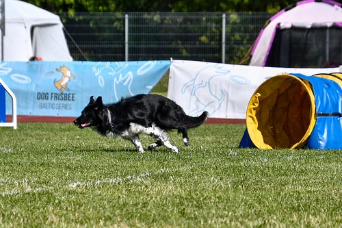 koerte frisbi voistlus 2026