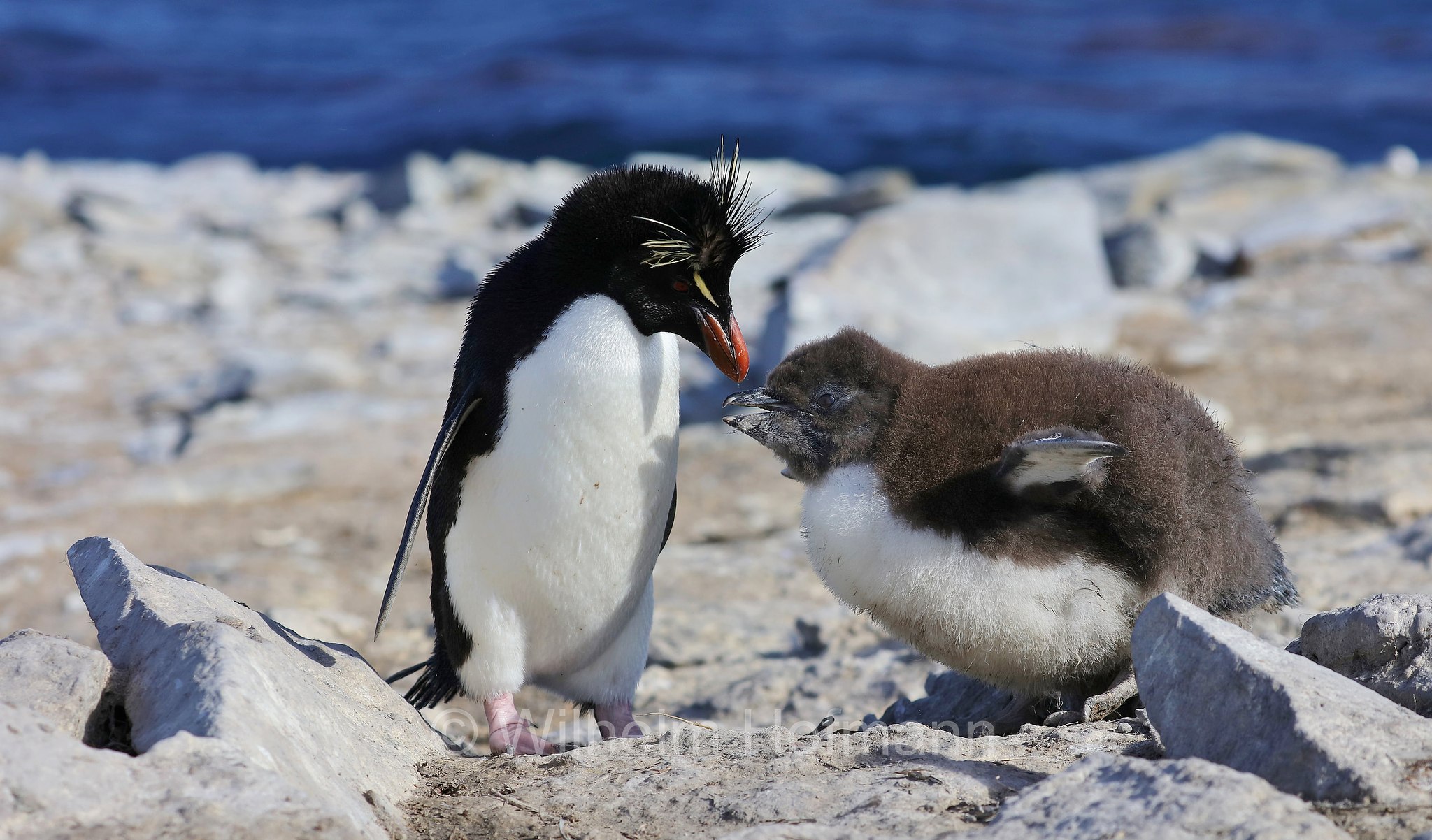 western rockhopper penguin, Felsenpinguin, pinguino saltarocce, Eudyptes chrysocome, Bleaker Island, Isla María, Falkland Islands, Falklandinseln, Isole Falkland