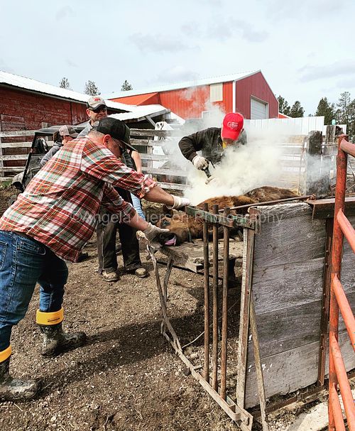 Cattle Branding
