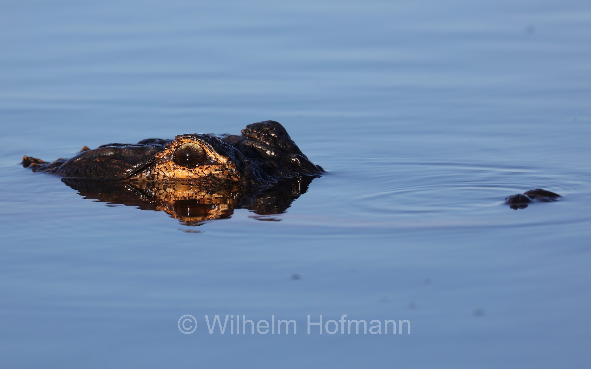 Alligator mississippiensis, American alligator, common alligator, gator, Mississippi-Alligator, Hechtalligator, alligatore del Mississippi, Sevenmile Slough, Double Trailhead, Kissimmee Prairie Preserve State Park, Florida, USA