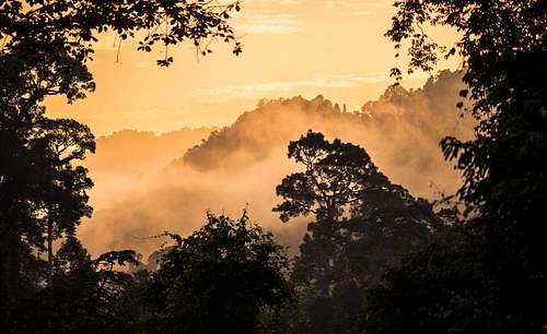 Thai Rainforest