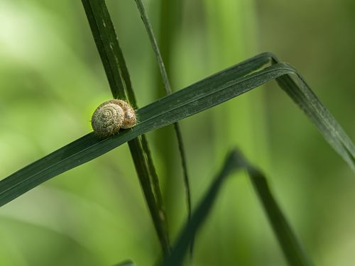 Kapelle Wilder Geschinen