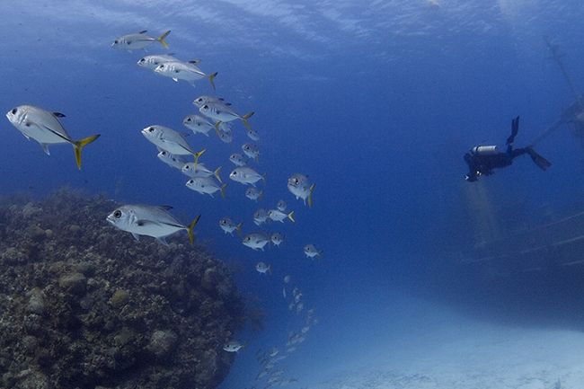 Grondbeginselen van onderwaterfotografie