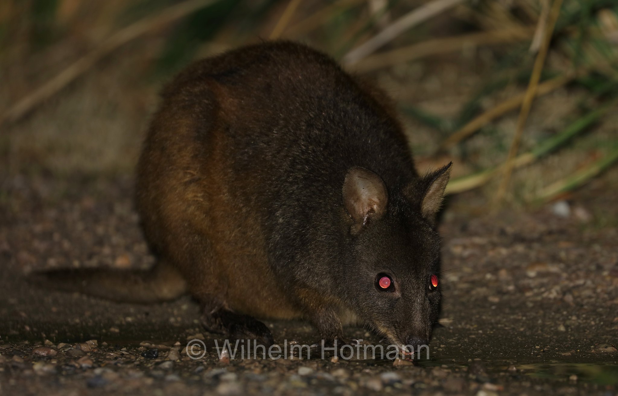 Tasmanian pademelon, rufous-bellied pademelon, red-bellied pademelon, Rotbauchfilander, pademelon della Tasmania, pademelon dal ventre rossiccio, pademelon dal ventre rosso, Thylogale billardierii, Narawntapu National Park, Narawntapu-Nationalpark, parco nazionale Narawntapu, Tasmania, Tasmanien, Australia, Austalien