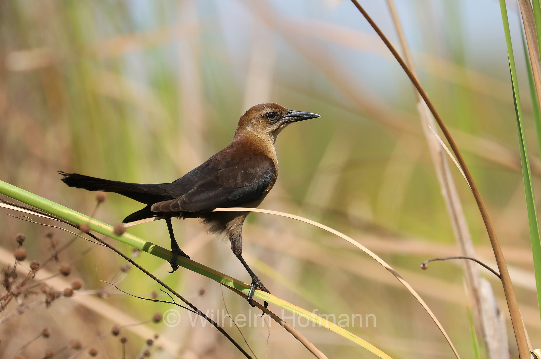 Quiscalus major, boat-tailed grackle, Bootschwanzgrackel, gracchio maggiore americano, Sevenmile Slough, Double Trailhead, Kissimmee Prairie Preserve State Park, Florida, USA