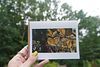 1summer painting series: Card Set of 4