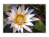 THE ONE - WILDLIFE & NATURE - "Nymphaea Solo" - LIMITED EDITION 5 of 5