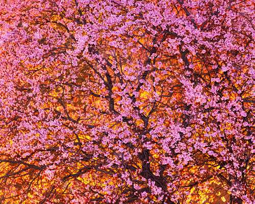 Ornamental cherry flowering