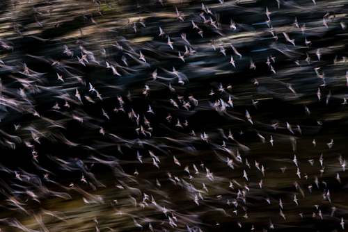Swarming bats