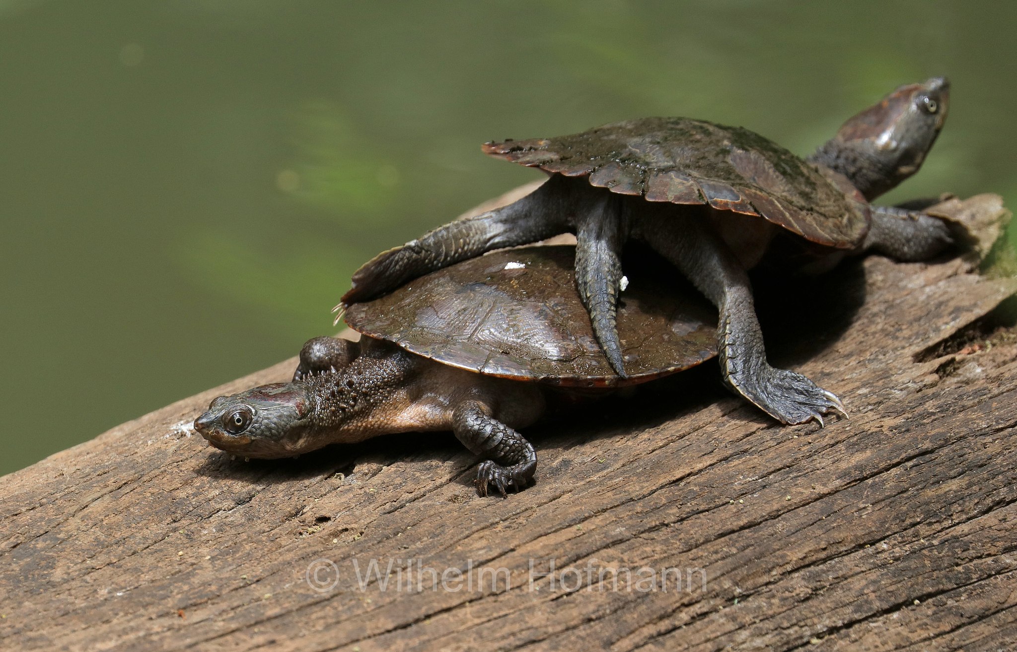 Emydura macquarii krefftii, Krefft's river turtle, Krefft's Spitzkopfschildkröte, Peterson Creek, Yungaburra, Queensland, Australia, Australien