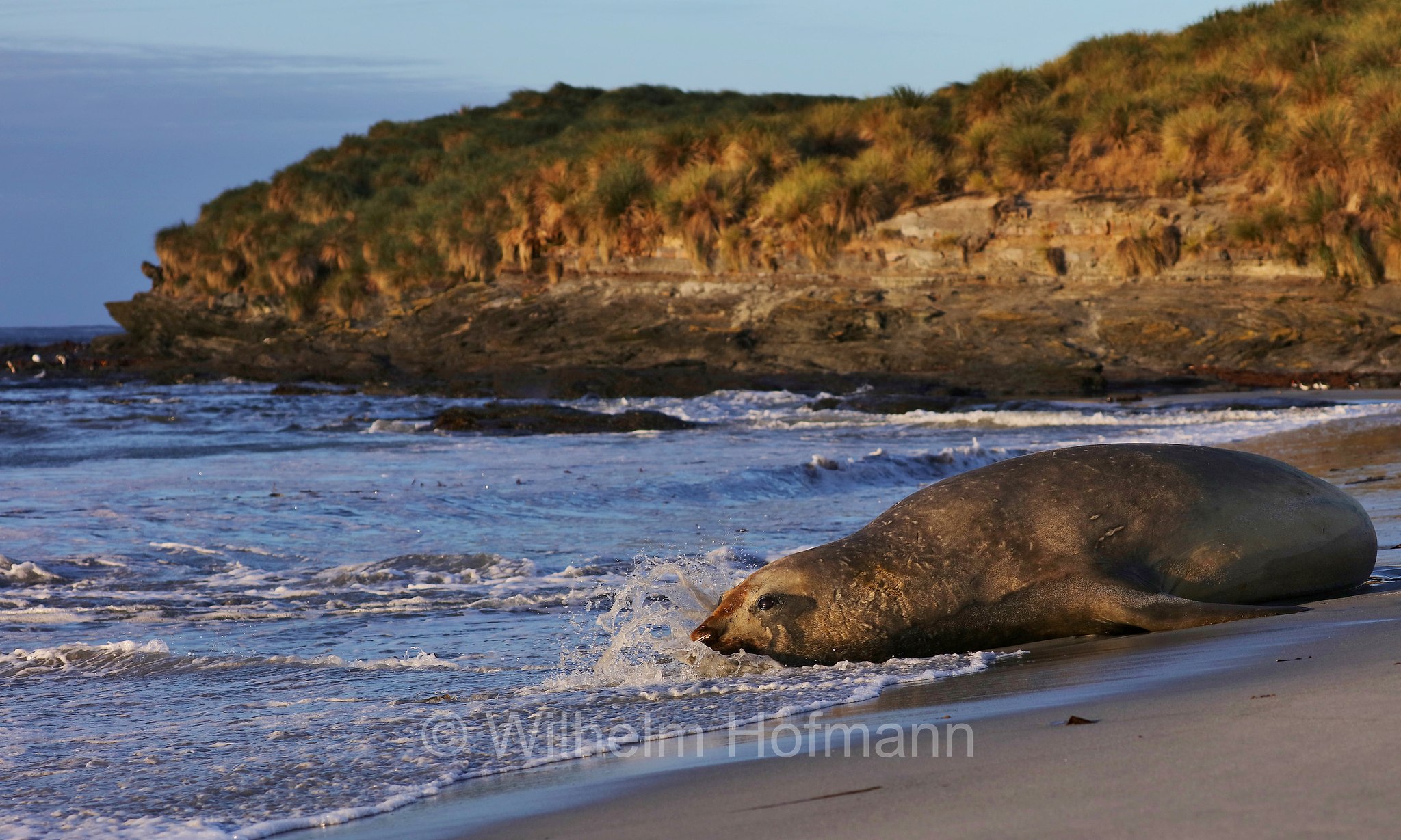 southern elephant seal, Südlicher See-Elefant, elefante marino meridionale, Mirounga leonina, Sealion Island, Sea Lion Island, Isla de los Leones Marinos, Falkland Islands, Falklandinseln, Isole Falkland