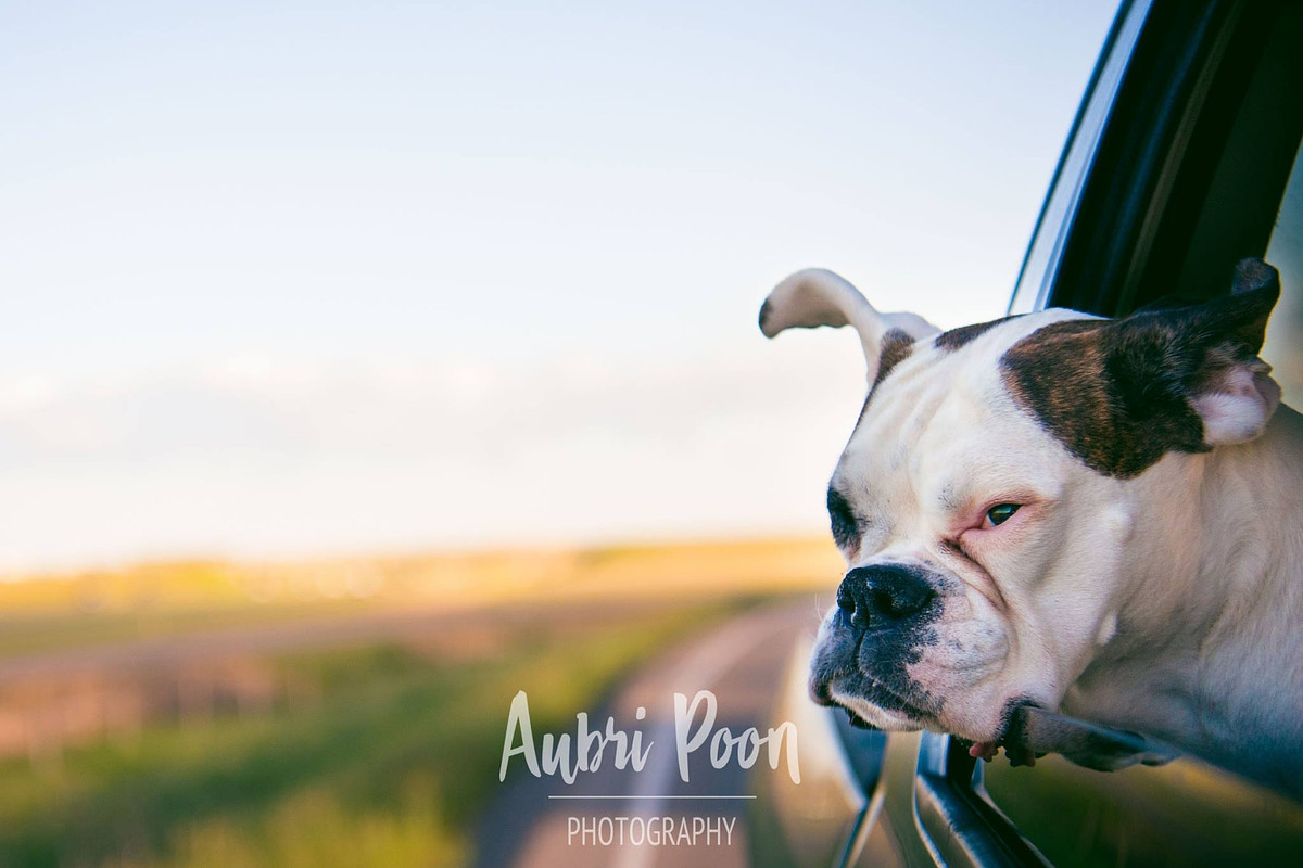 a white beautiful boxer starting out at the calgary landscape from a car window