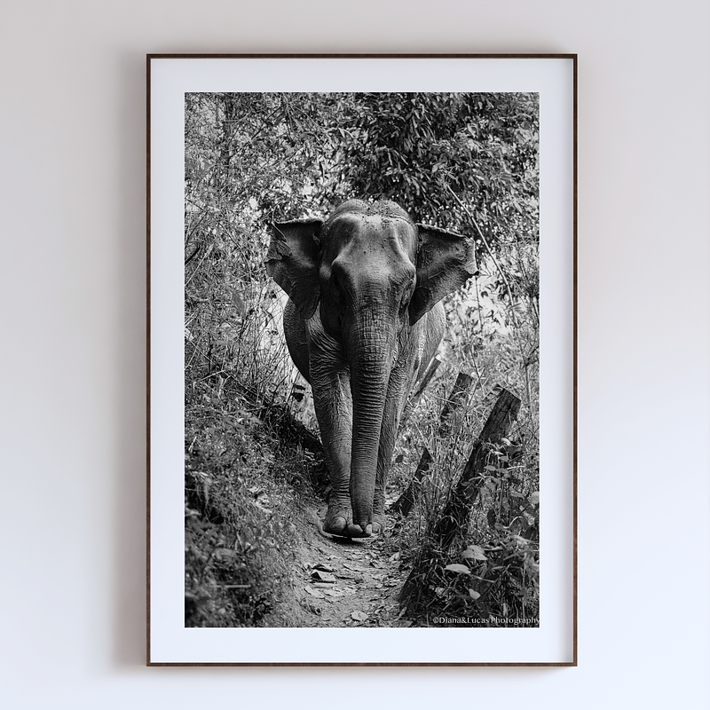 COLLECTION - GIANTS OF THE LAND VERTICAL - "The Thin Track" - LIMITED EDITON 5 of 5
