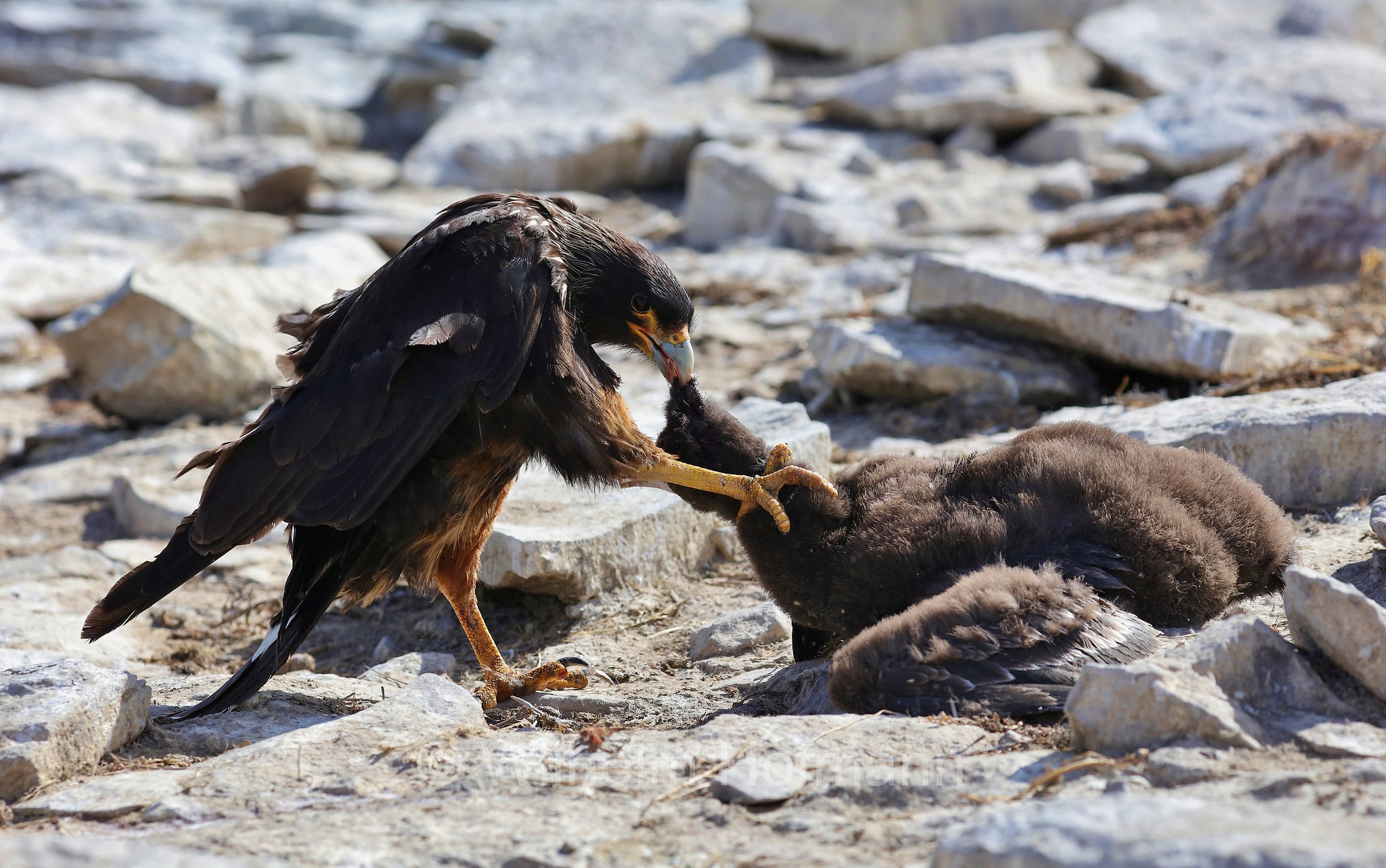 striated caracara, Forster's caracara, Johnny Rook, Falklandkarakara, caracara striato, Daptrius australis, Phalcoboenus australis, Sealion Island, Sea Lion Island, Isla de los Leones Marinos, Falkland Islands, Falklandinseln, Isole Falkland