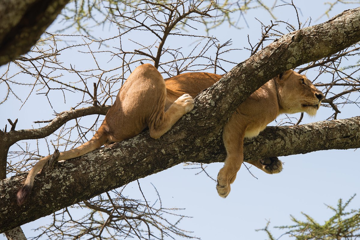 On-The-Lookout