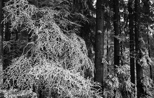 Raureif-Wald auf der "Chüeschatte"