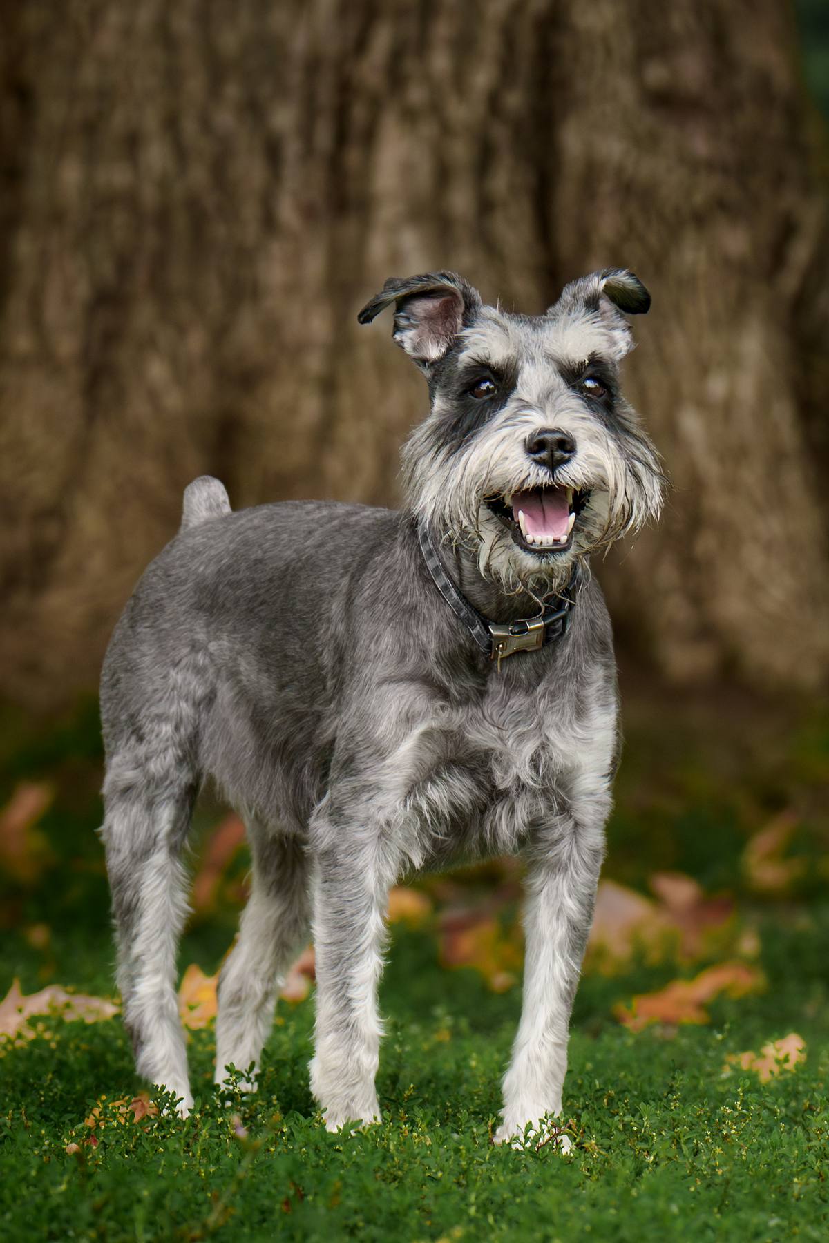 Schnauzer in front of a tree at the park.
