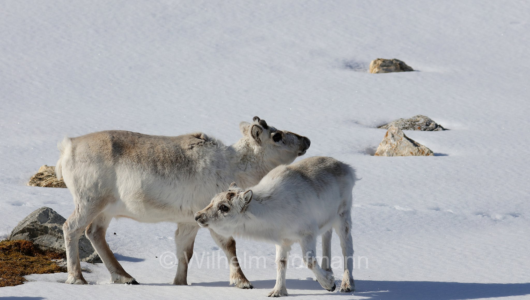 Rangifer tarandus platyrhynchus, Svalbard reindeer, Spitzbergen-Ren, renna delle Svalbard, Trygghamna, Spitsbergen, Svalbard, Spitzbergen, Norway, Norwegen, Norvegia