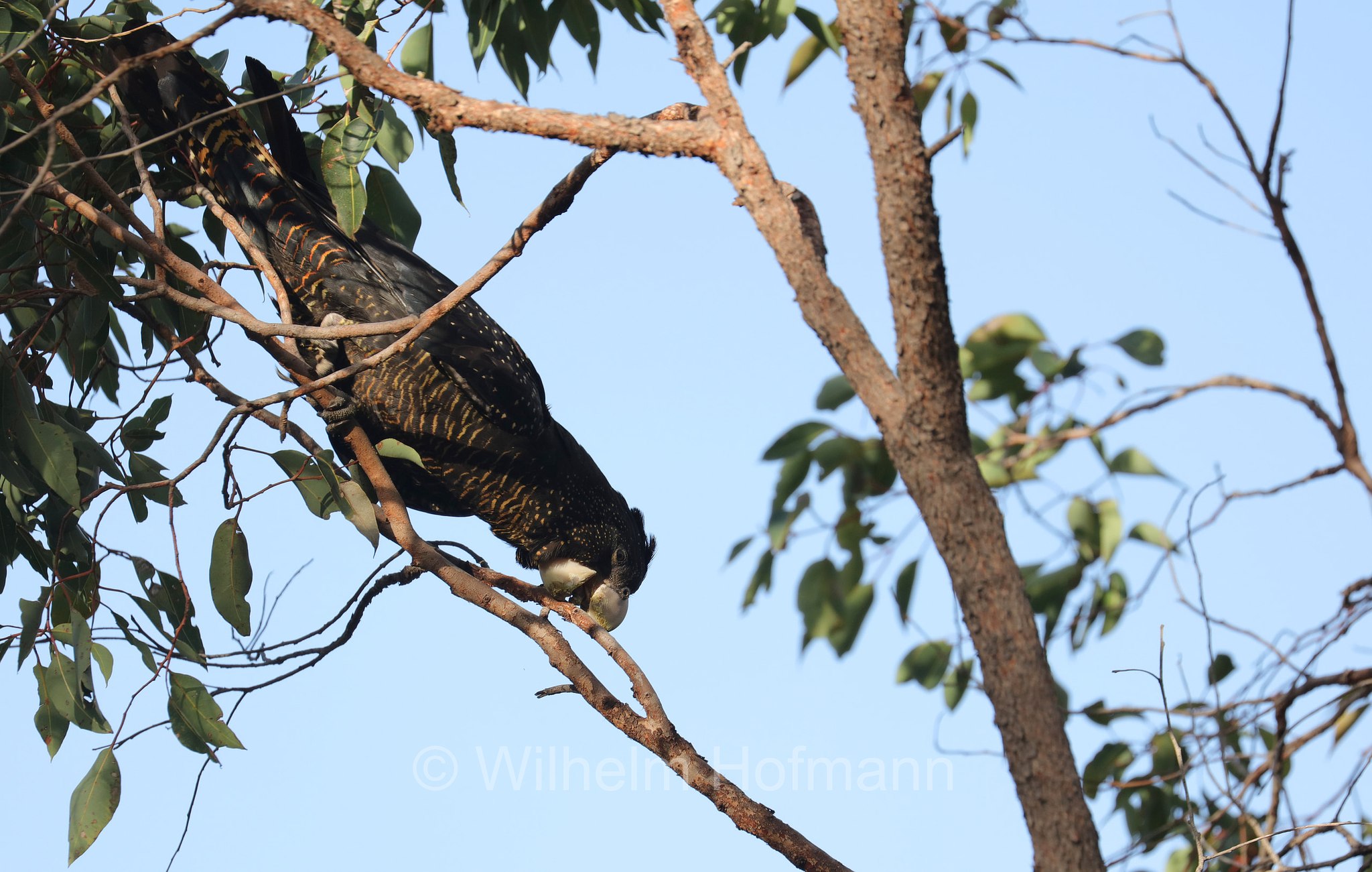 Calyptorhynchus banksii naso, forest red-tailed black cockatoo, Westaustralischer Rotschwanz-Rabenkakadu, cacatua nero codarossa della foresta, John Forrest National Park, John-Forrest-Nationalpark, Parco nazionale John Forrest, Western Australia, Westaustralien, Australia Occidentale, Australia, Australien