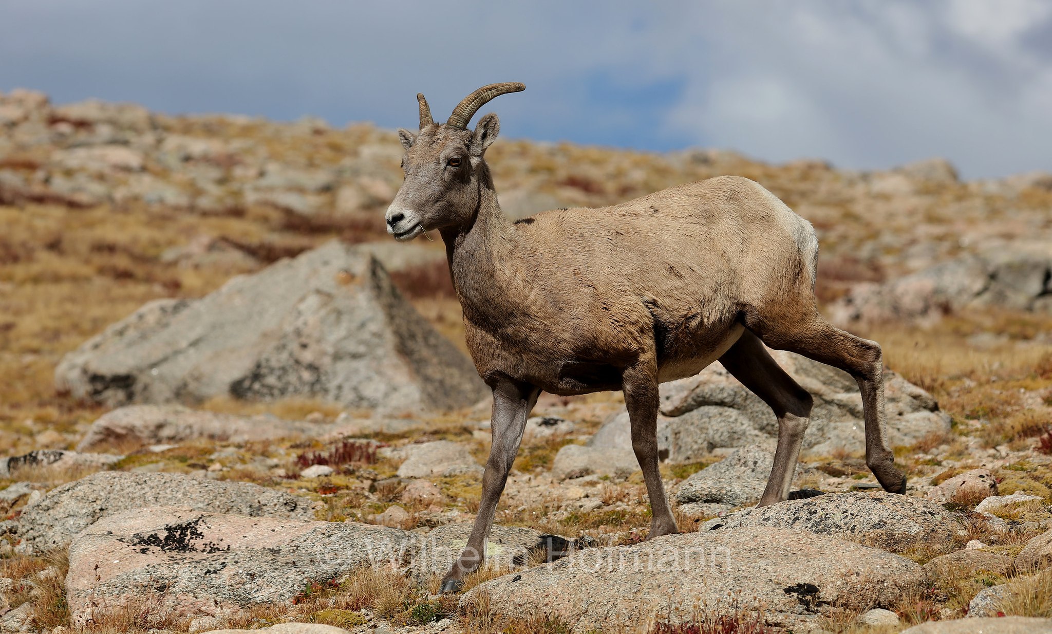 Ovis canadensis canadensis, Rocky Mountain bighorn sheep, Rocky-Mountains-Dickhornschaf, bighorn delle Montagne Rocciose, Summit Lake, Summit Lake Park, Colorado, USA