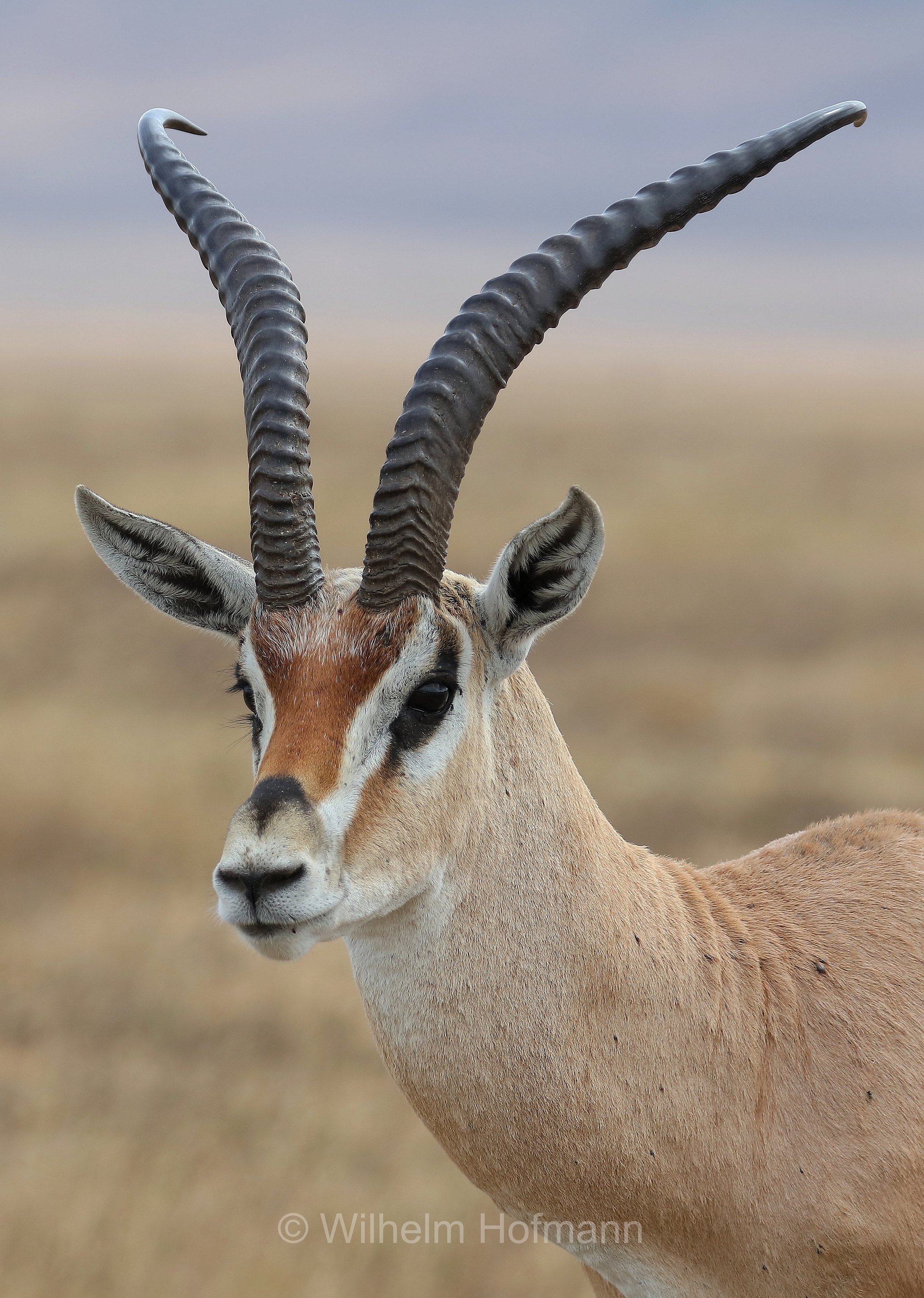nanger granti, Grant's gazelle, southern Grant's Gazelle, Südliche Grant-Gazelle, gazella di Grant﻿, area di conservazione di Ngorongoro, Ngorongoro Conservation Area, Ngorongoro Krater, Tanzania, Tansania
