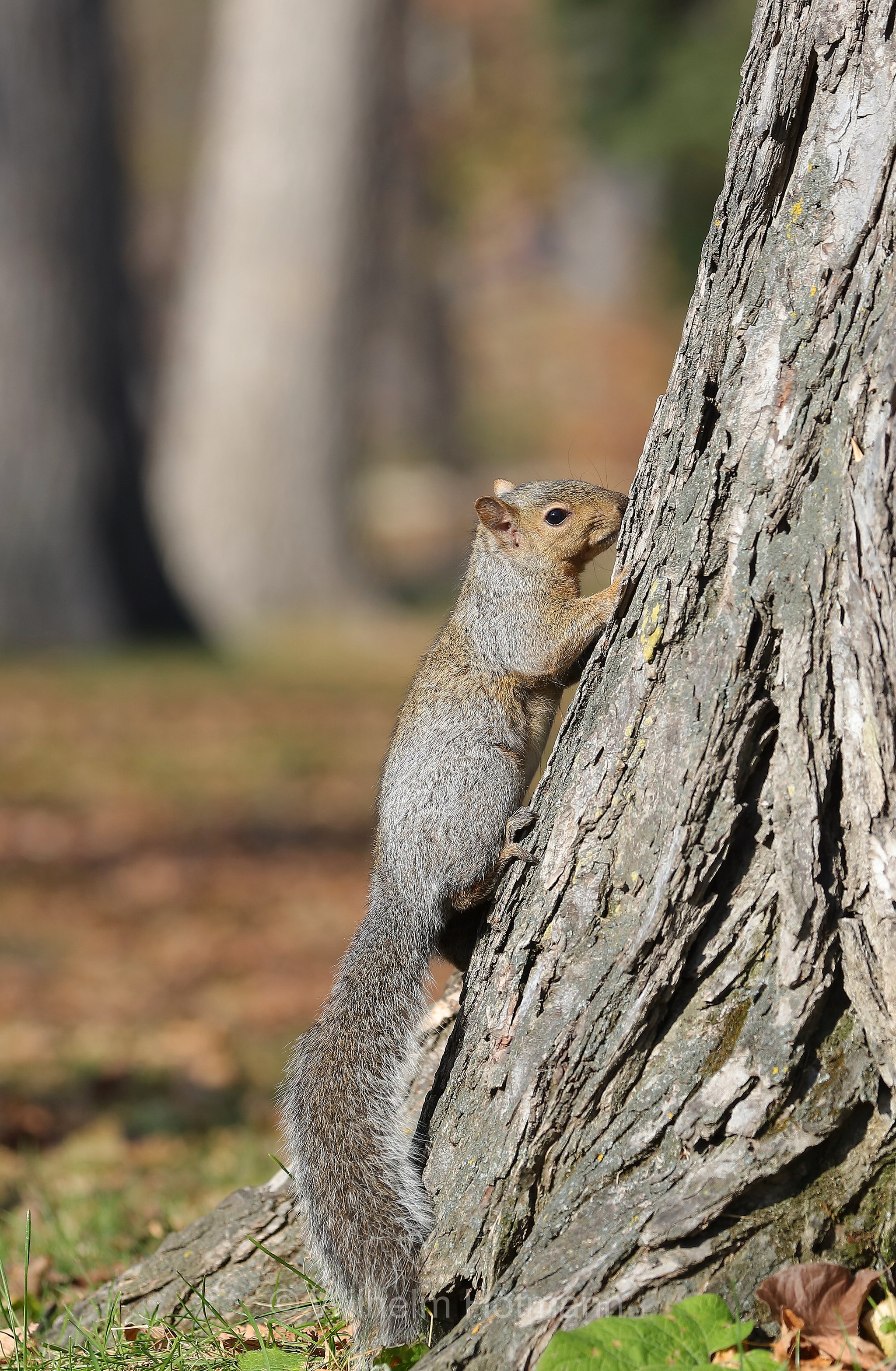 Sciurus niger, fox squirrel, eastern fox squirrel, Bryant's fox squirrel, Fuchshörnchen, scoiattolo volpe, Kildonan Park, Winnipeg, Manitoba, Canada, Kanada