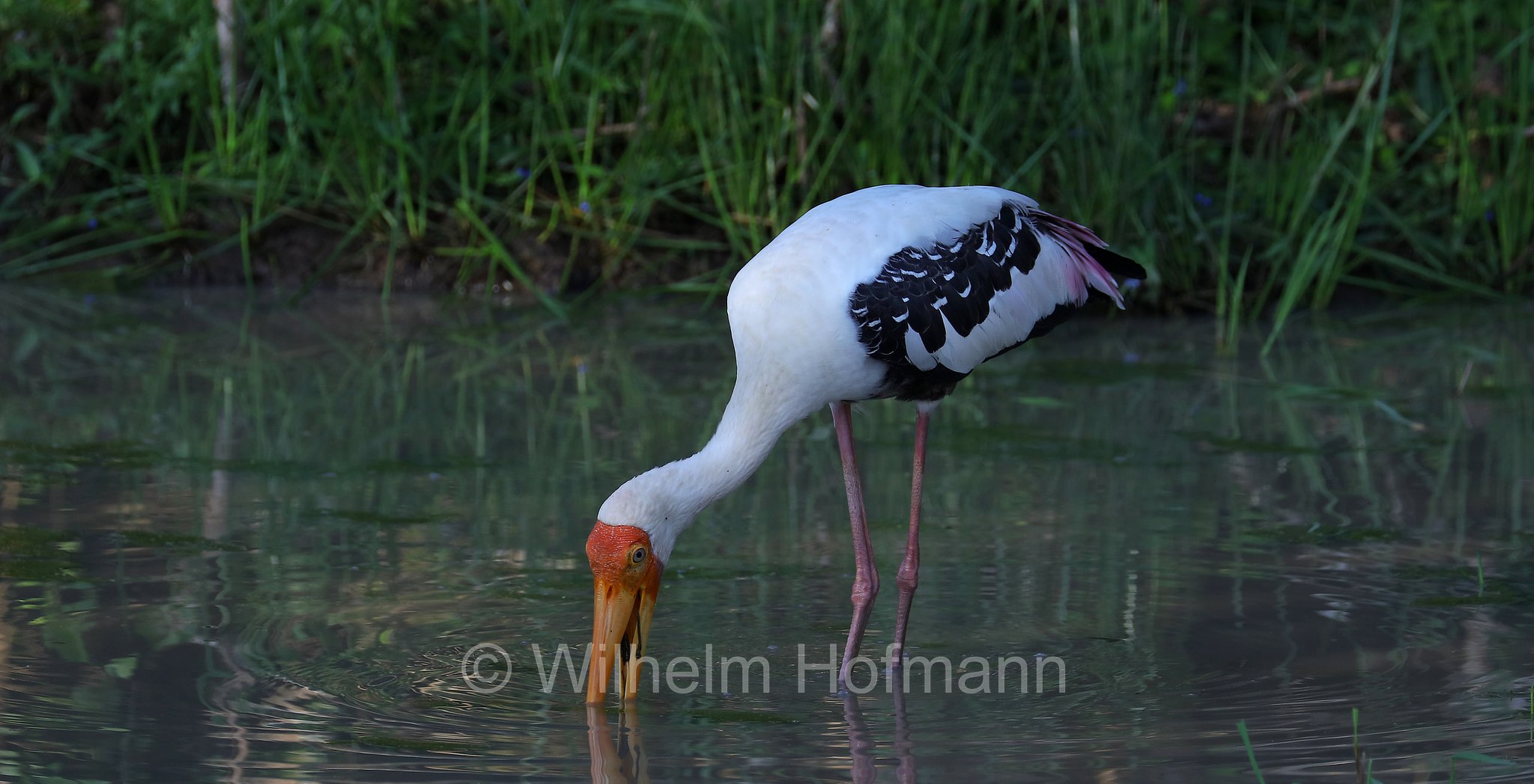 painted stork, Buntstorch, tantalo variopinto, Mycteria leucocephala, Sri Lanka, Yala National Park, Yala Nationalpark, Parco nazionale di Yala