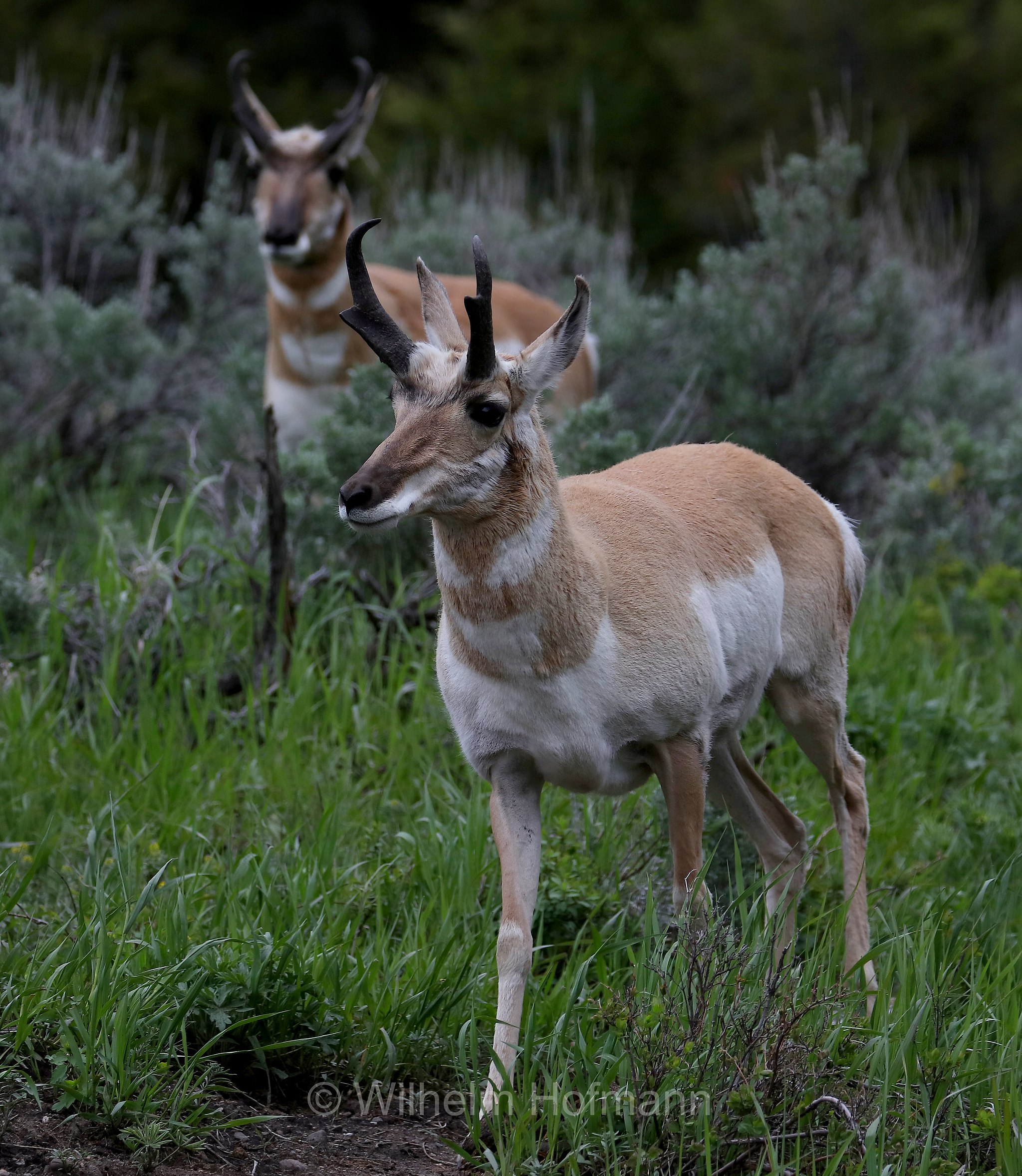 Antilocapra americana, pronghorn, American antelope, prong buck, pronghorn antelope, prairie antelope, Gabelbock, Gabelhornantilope, Gabelantilope, Gabelhorntier, Pronghorn, antilocapra, Lamar Valley, Yellowstone National Park, Yellowstone-Nationalpark﻿, parco nazionale di Yellowstone, Wyoming, USA