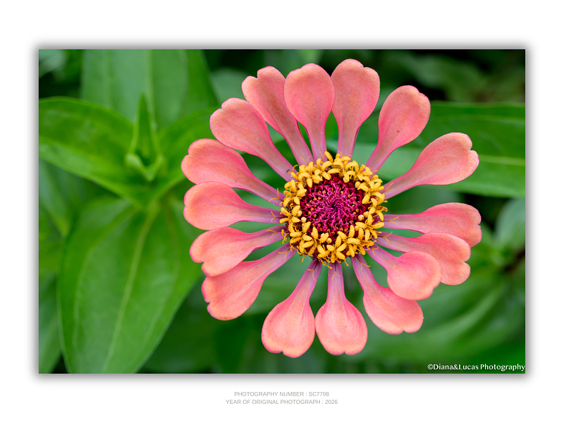 THE ONE - WILDLIFE & NATURE - "Plush Zinnia" - LIMITED EDITION 3 of 5