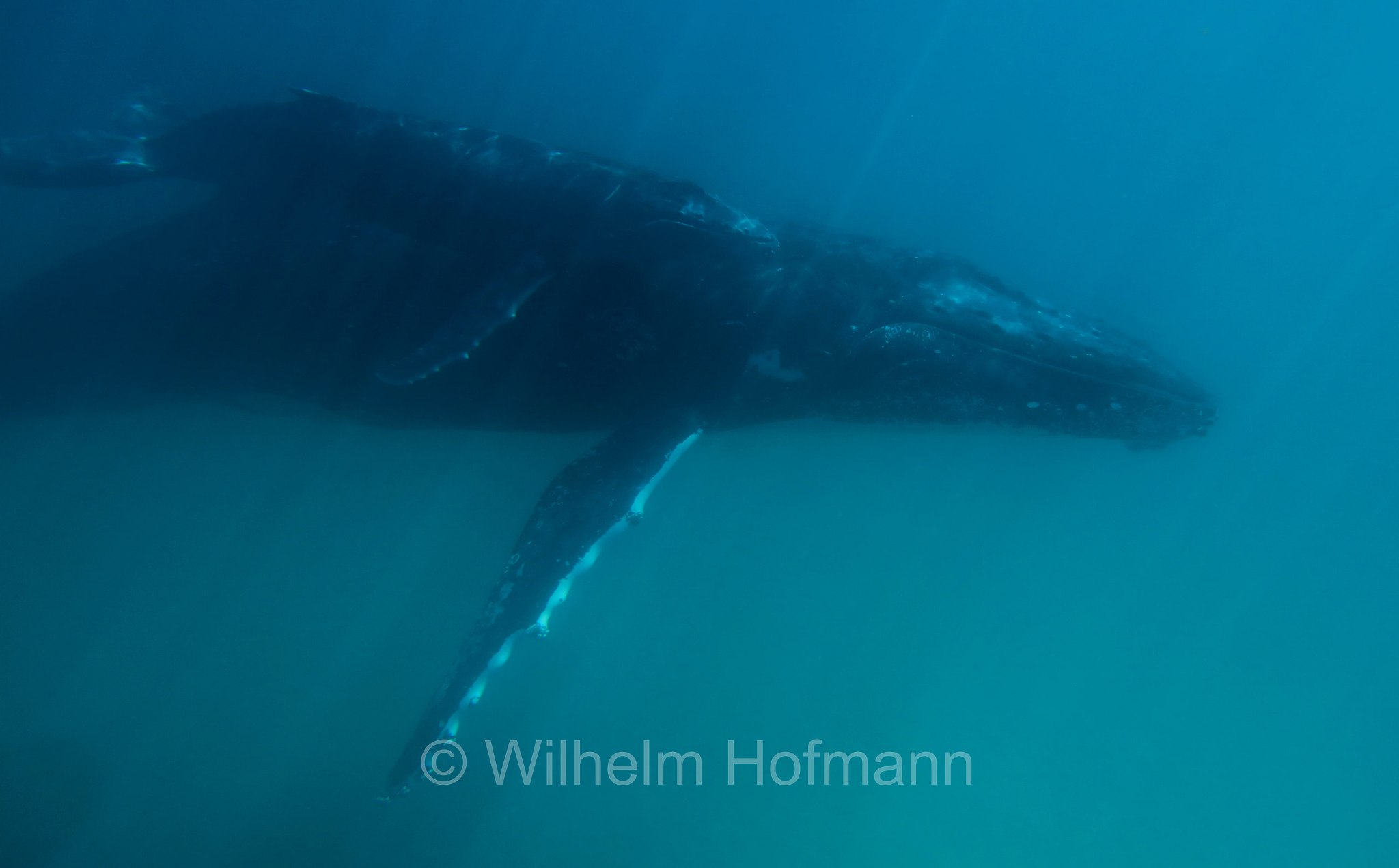 Humpback Whale, Buckelwal, megattera, Megaptera novaeangliae, Ningaloo Coast, Ningaloo Marine Park, Ningaloo Commonwealth Marine Reserve, Costa di Ningaloo, Western Australia, Westaustralien, Australia Occidentale, Australia, Australien