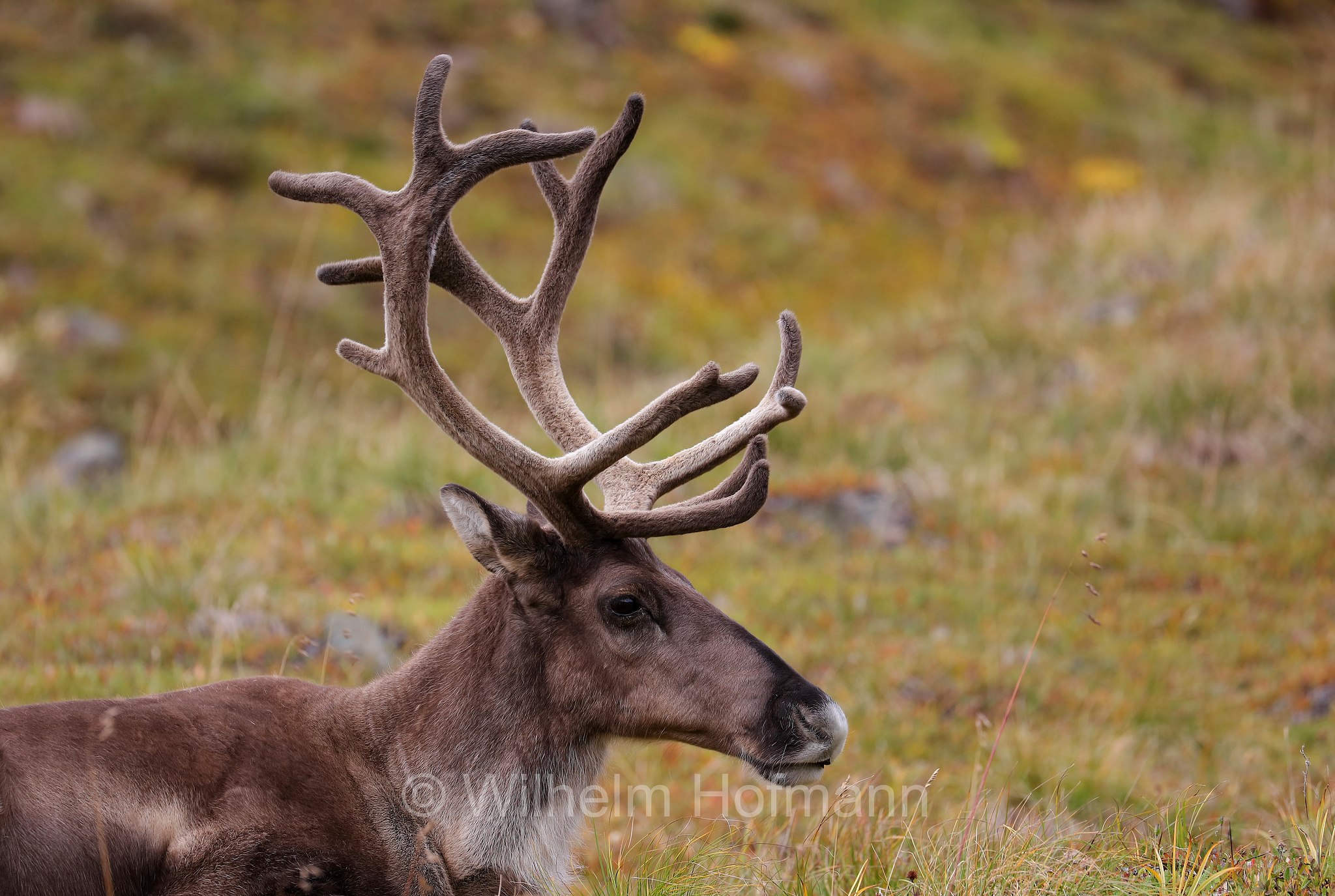 Rangifer tarandus granti, Grant's caribou, Grant-Karibu, Grant's-Karibu, caribù di Grant, Thorofare Pass, Denali National Park, Denali National Park and Preserve, Denali-Nationalpark, Parco nazionale del Denali, Alaska, USA